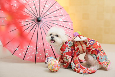 【広尾店限定】ペット七五三撮影