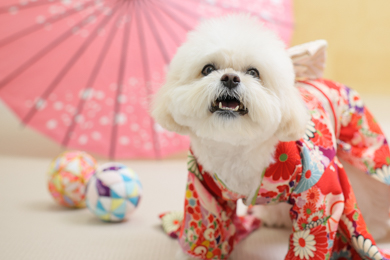 【広尾店限定】ペット七五三撮影