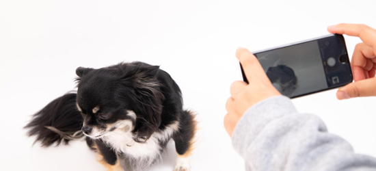 犬が写真を嫌がるのはなぜ？上手く撮影するには？