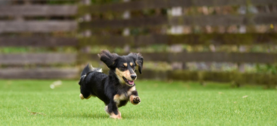 愛犬のおすすめ撮影スポットを紹介！おしゃれな写真を撮るなら