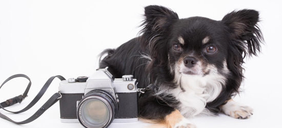 【愛犬の写真撮影】写真館・フォトスタジオの利用がおすすめの理由