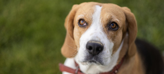 犬の写真撮影で目が光るのはなぜ？理由や対策を紹介