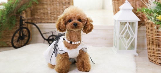 犬の撮影でおすすめの小道具・小物を紹介！活用例も