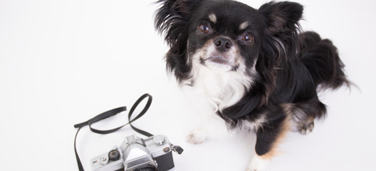 犬と写真が撮れるところって？写真館を選ぶ際のポイントも紹介