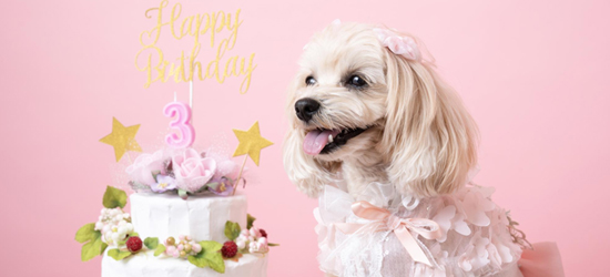 愛犬の誕生日撮影をするなら！アイデアやおすすめサービスを紹介
