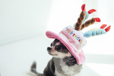 愛犬の誕生日撮影のおすすめアイデア