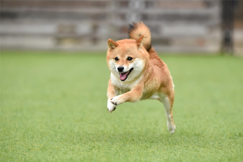 写真嫌いの犬を上手く撮影するには?