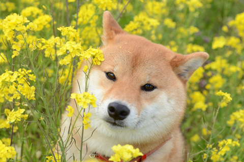 愛犬のおすすめ撮影スポット