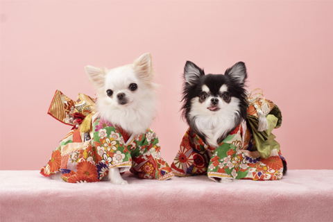年賀状に適したペット写真って?