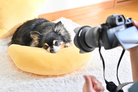犬の写真を上手に撮るコツ・注意点