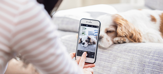スマホでの上手な犬の写真の撮り方を解説！基本的なポイントやコツなど