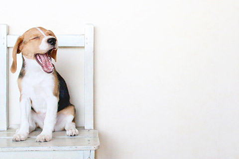 インスタ映えする犬の写真の撮り方・コツ