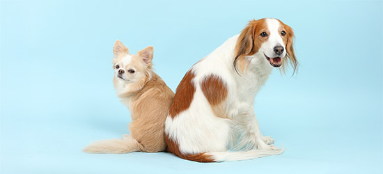 犬の写真で構図は重要！基本や撮影テクニックを紹介