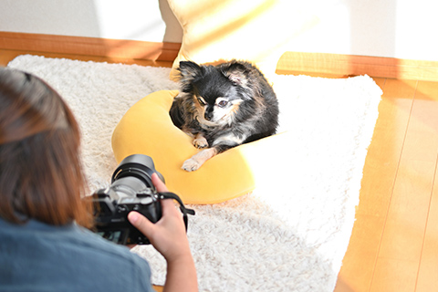 チワワの可愛い写真を撮るには？