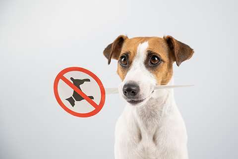 愛犬写真を使ったステッカーに関する注意点