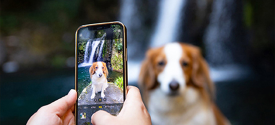 ペット写真を加工するには？おすすめツール・方法を紹介