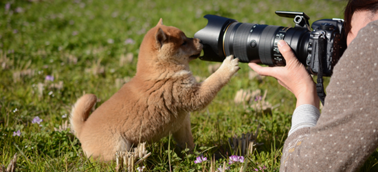 柴犬を上手に撮影するには？写真の撮り方・注意点を解説