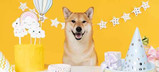 愛犬のうちの子記念日は何をする？アイデアを紹介