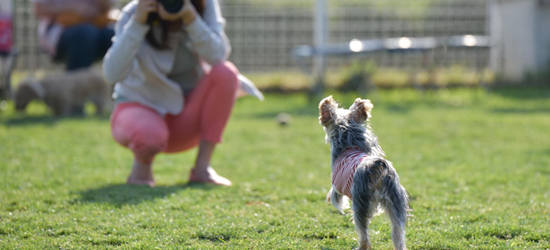 子犬の写真の撮り方って？コツやおすすめの方法も紹介