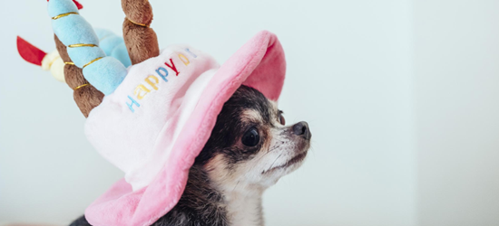 愛犬の誕生日には写真館で撮影しよう！ペット撮影の詳細を解説