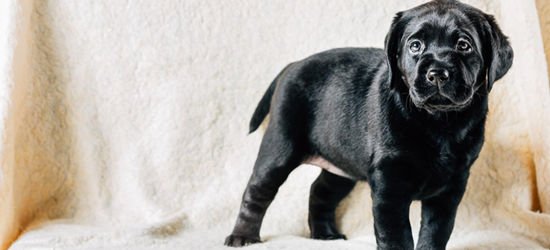 黒い犬の写真の撮り方は…？ポイント・注意点を解説