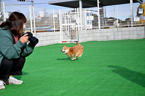 【柴犬の写真の撮り方】撮影の基本とコツ・注意点