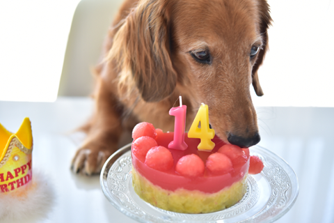 愛犬のうちの子記念日は何をする？