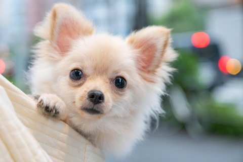 子犬の写真の撮り方
