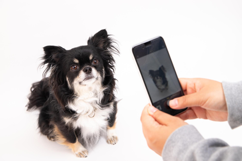 【黒い犬の写真の撮り方】ポイント・注意点