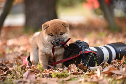 柴犬の撮影でのよくある失敗