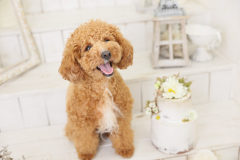 愛犬のうちの子記念日で写真を撮影するなら
