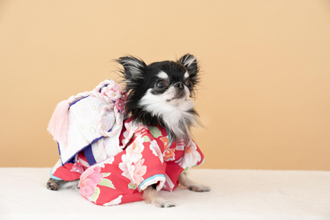 犬と一緒に成人式の前撮りをするなら