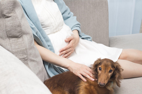 愛犬と一緒にマタニティフォトを撮影するなら