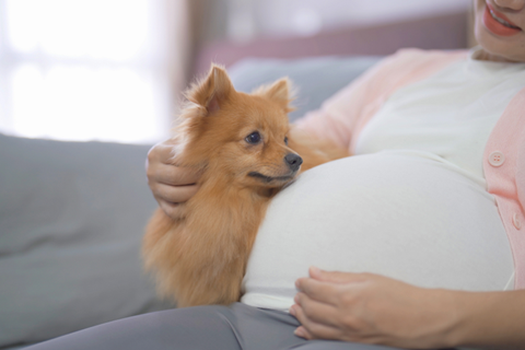 愛犬と一緒にマタニティフォトを撮影する際の注意点